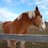 Drafthorse